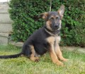 Ira: World-class, Male, German Shepherd Puppy - Man's Best Friend