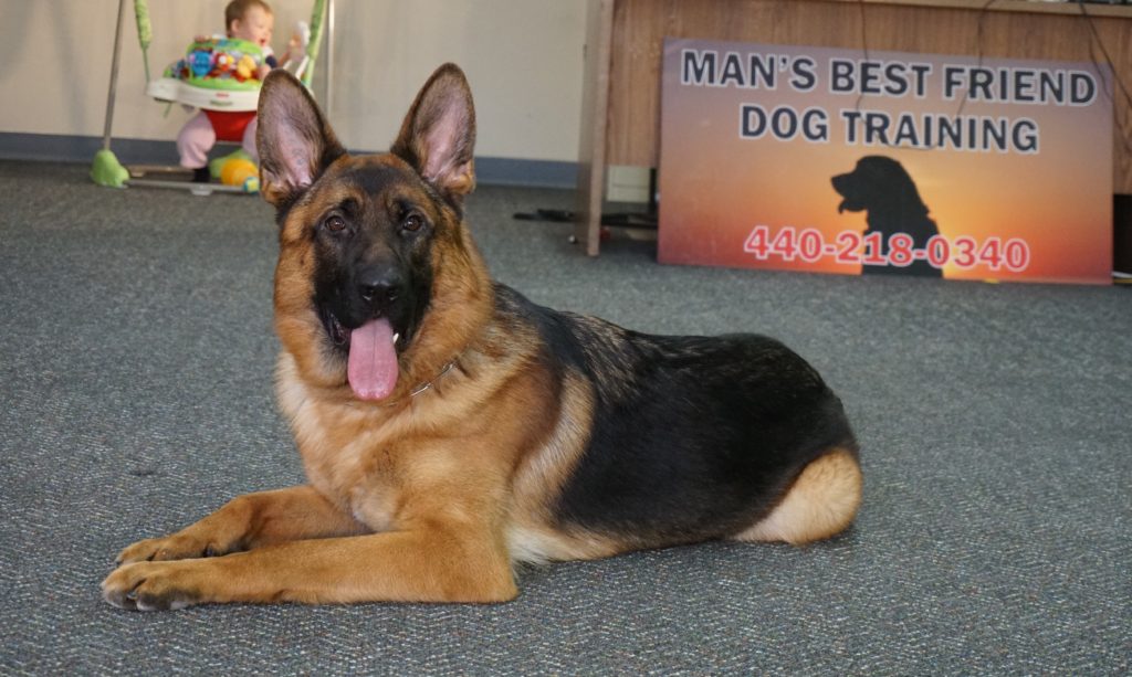 Ira: World-class, Male, German Shepherd Puppy - Man's Best Friend