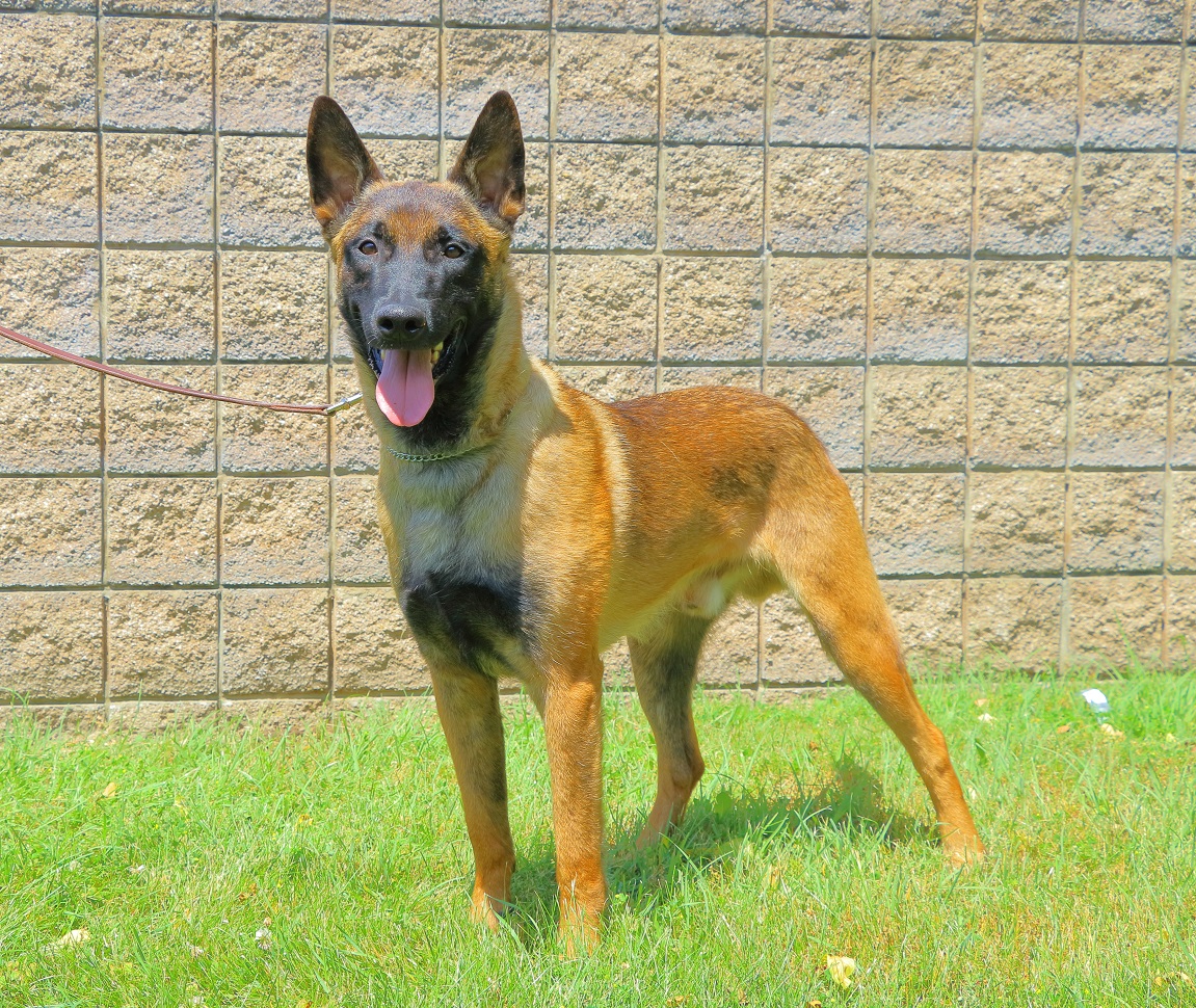 spike-import-belgian-malinois-man-s-best-friend