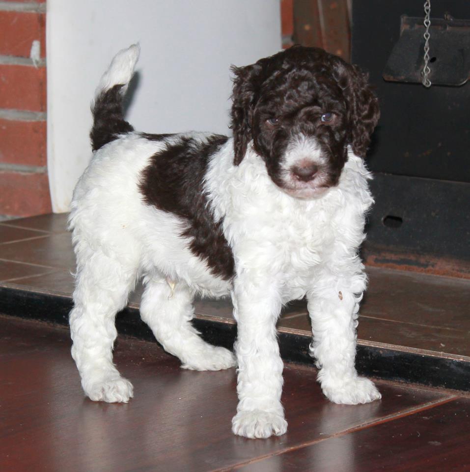 AKC Male Poodle Puppy - Man's Best Friend