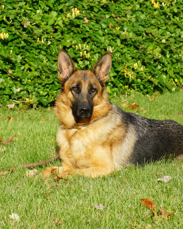 ANGIE: BEAUTIFUL FEMALE GERMAN SHEPHERD - Man's Best Friend