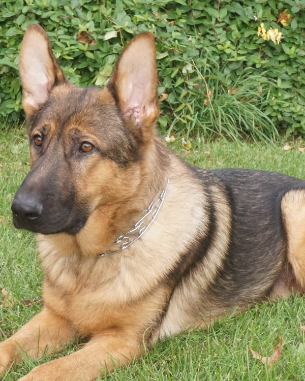 ADONTE: YEAR OLD, CANADIAN GERMAN SHEPHERD - Man's Best Friend