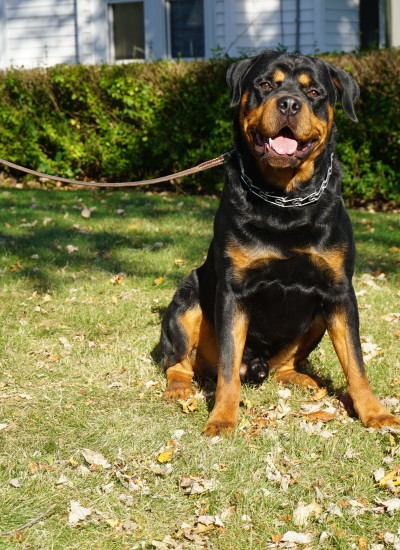 BARON: MALE, LONG-HAIRED GERMAN SHEPHERD - Man's Best Friend