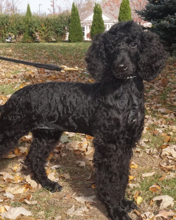 LEGEND: MALE BLACK POODLE PUPPY - Man's Best Friend