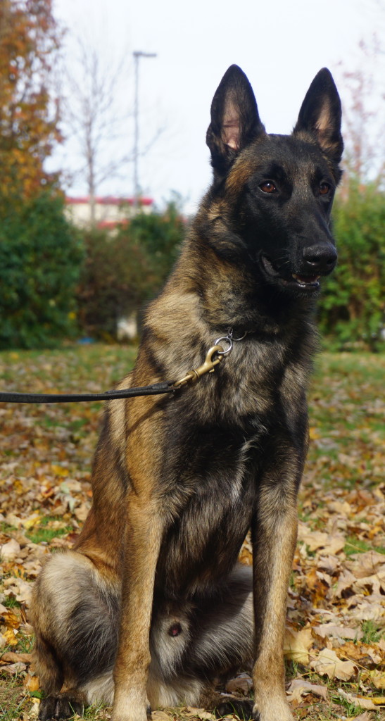 SHERKAN: PROTECTION TRAINED BELGIAN MALINOIS – Man's Best Friend