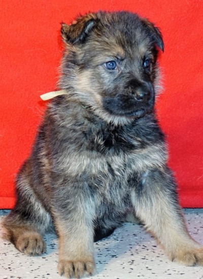 Roxy: Female German Shepherd Puppy - Man's Best Friend