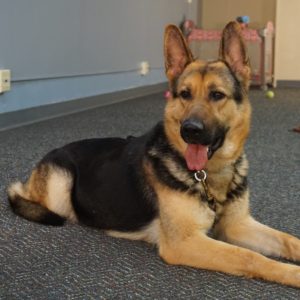 Diamond: Loving, Female German Shepherd – Man's Best Friend