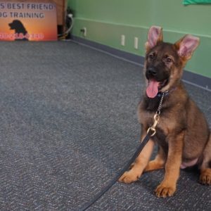 german shepherd trained raised