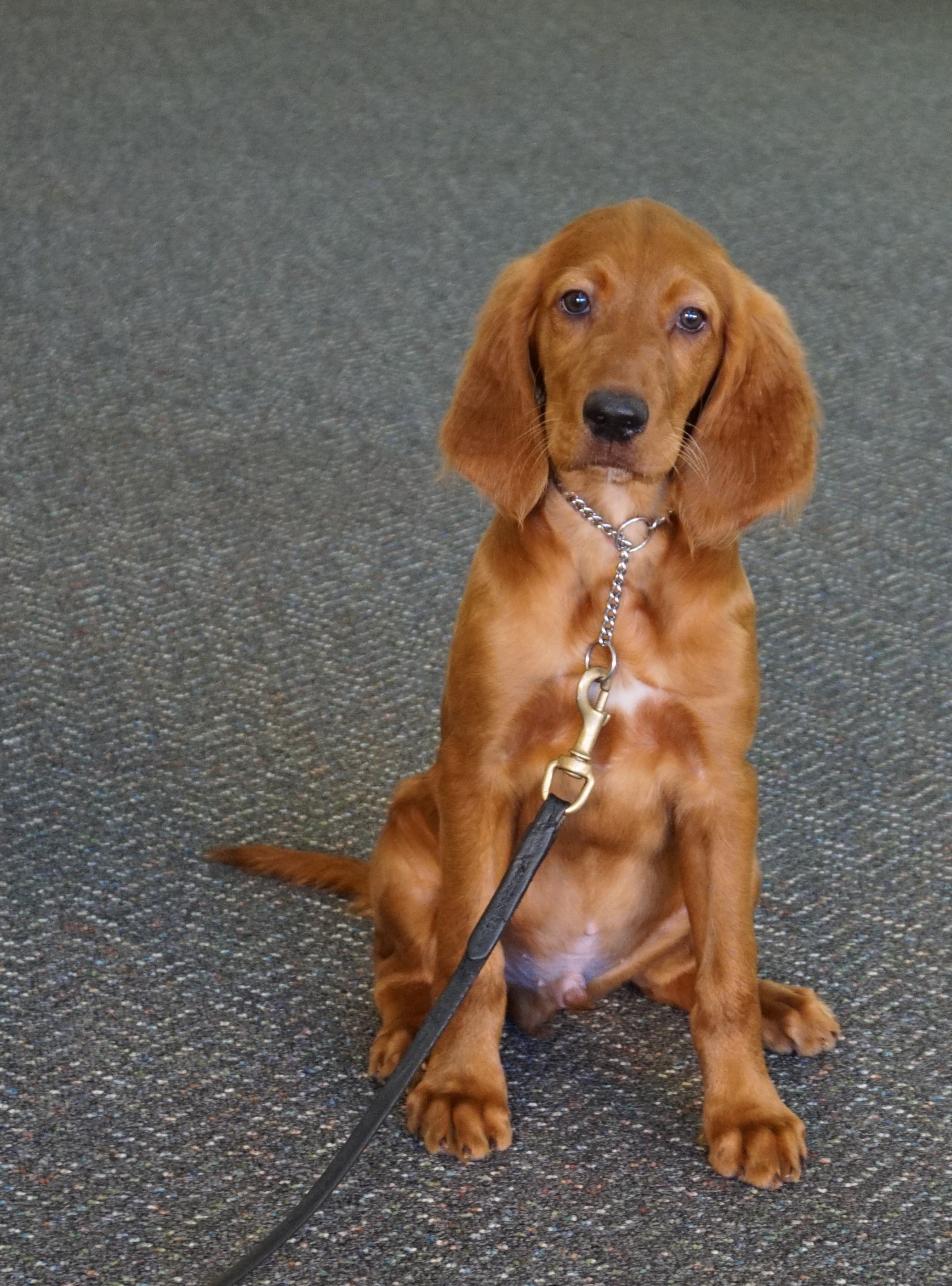 Chief Irish Setter Puppy Man's Best Friend