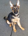 Ira: World-class, Male, German Shepherd Puppy – Man's Best Friend