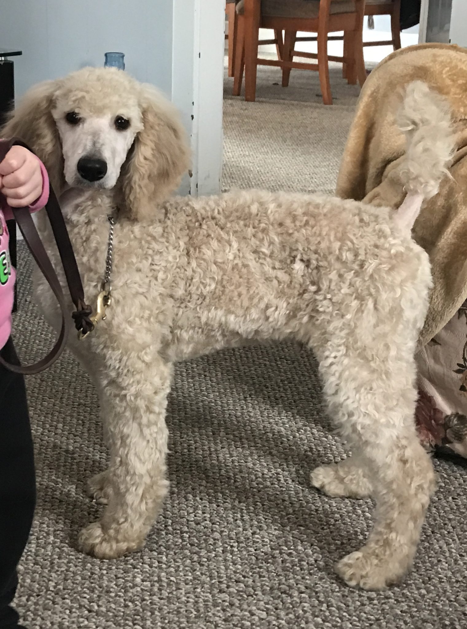 Duke: Male Standard Poodle – Man's Best Friend