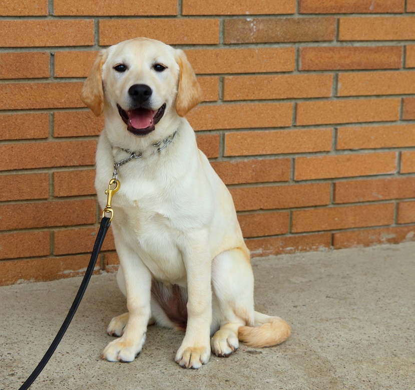 Phoebe: English Cream Lab – Man's Best Friend