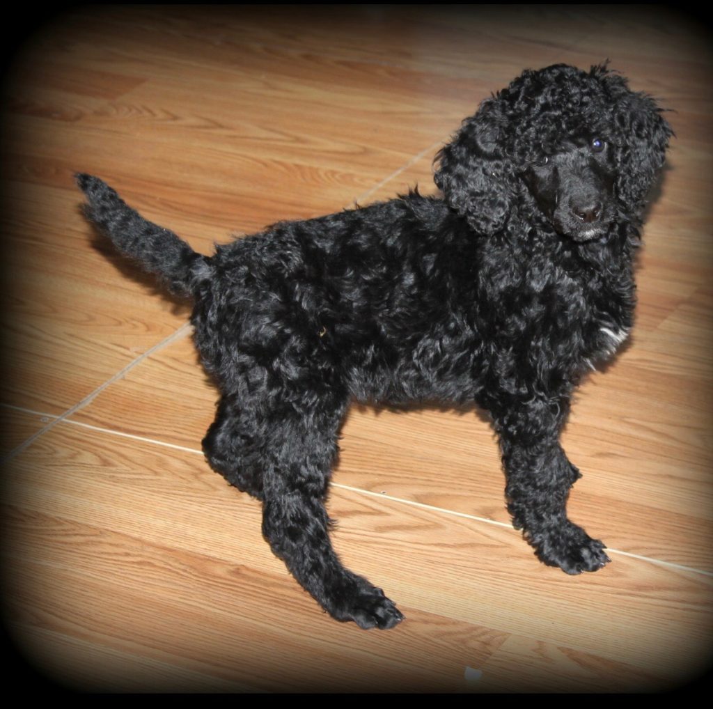 Trained Black Standard Poodle Puppy Man's Best Friend