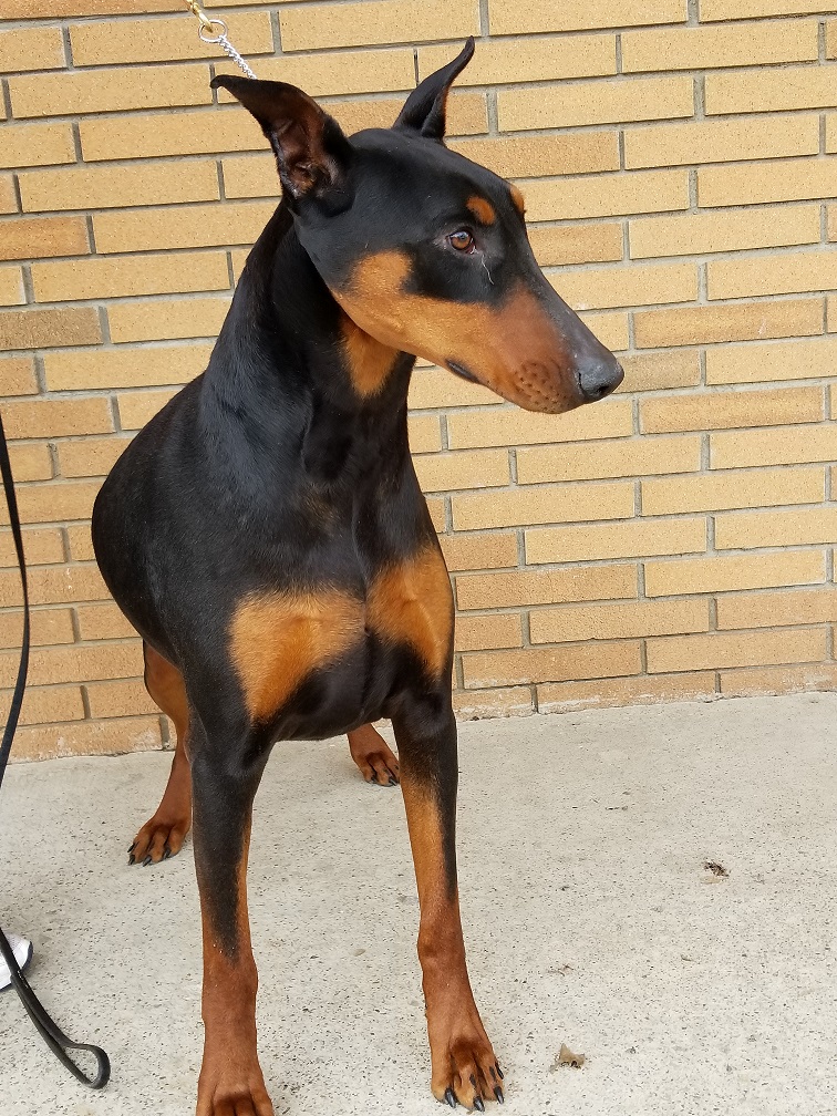 Adult doberman best sale