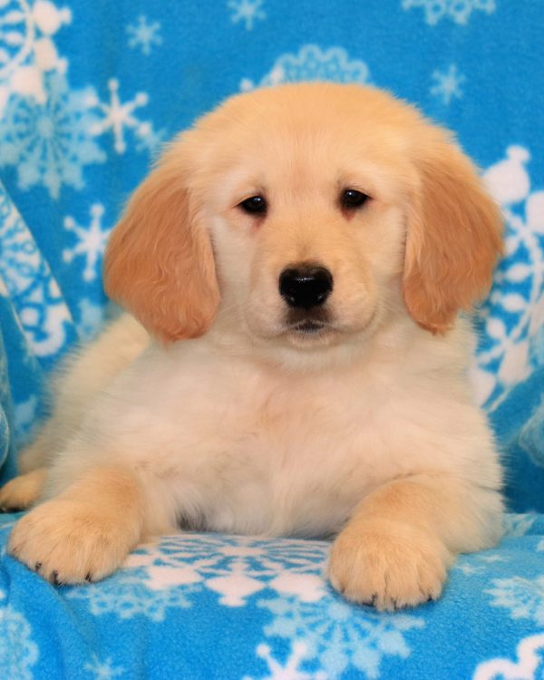 Orange Collar Golden Retriever Puppy - Man's Best Friend