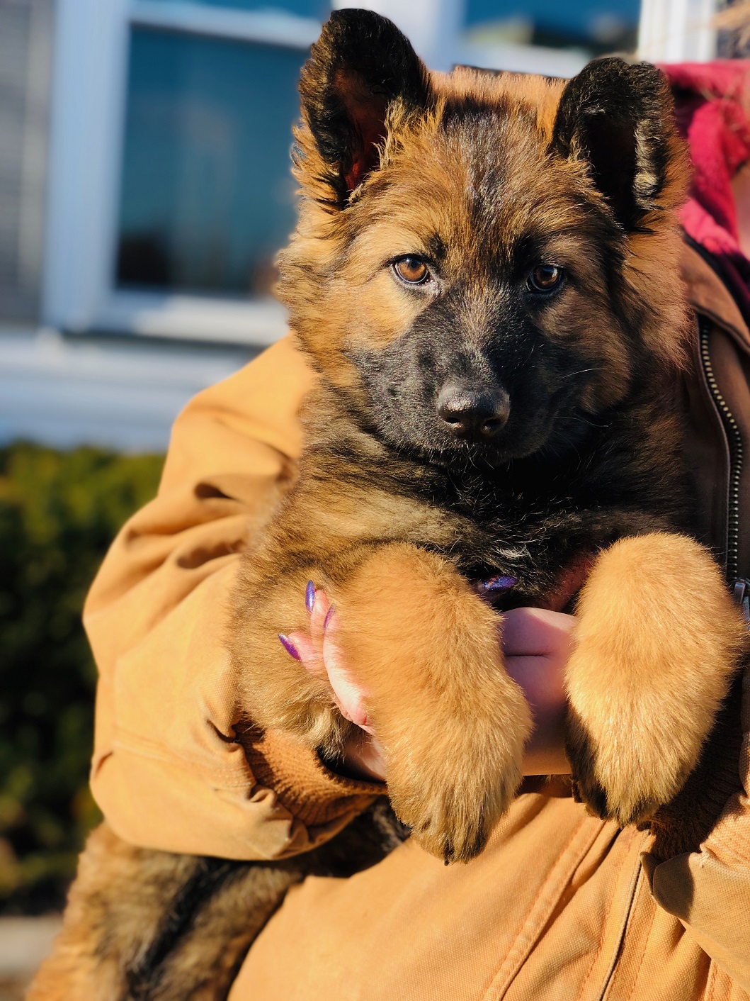 Working line store german shepherd puppies