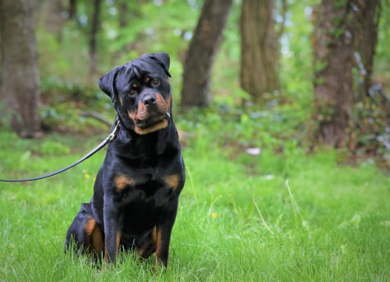 Ruger: Adult, Male, Rottweiler For Sale – Man's Best Friend