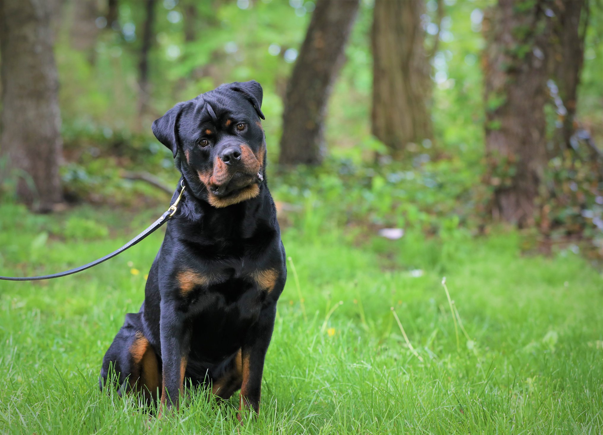 male rottweilers for sale