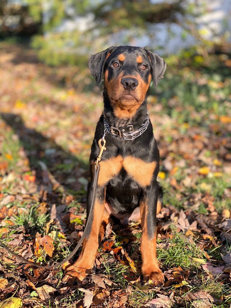 BLACK COLLAR-MALE, ROTTWEILER, BRED, SOCIALIZED, TRAINED AND FOR SALE ...