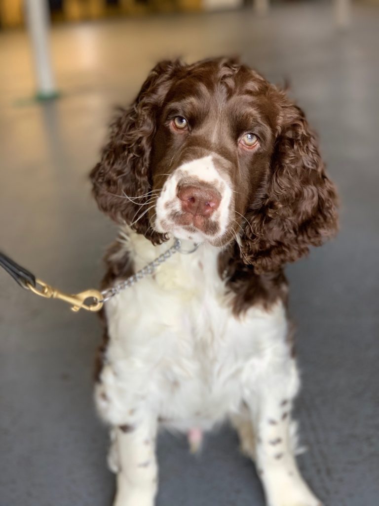 Henry: Trained Springer Spaniel – Man's Best Friend