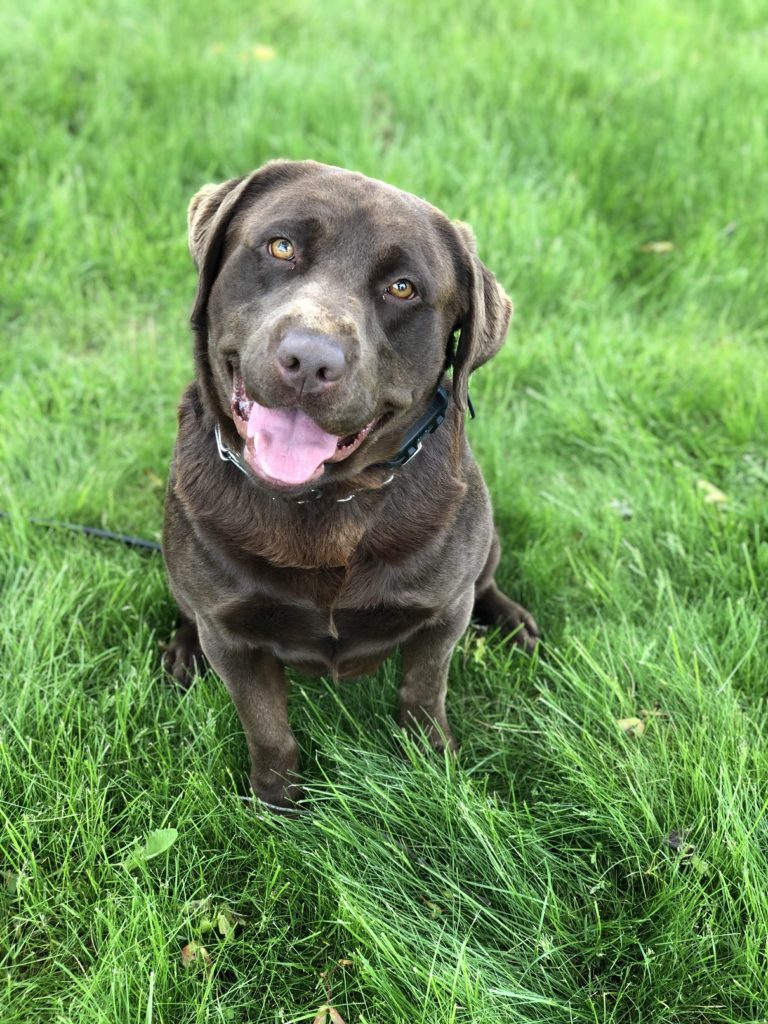 trained-adult-chocolate-lab-man-s-best-friend