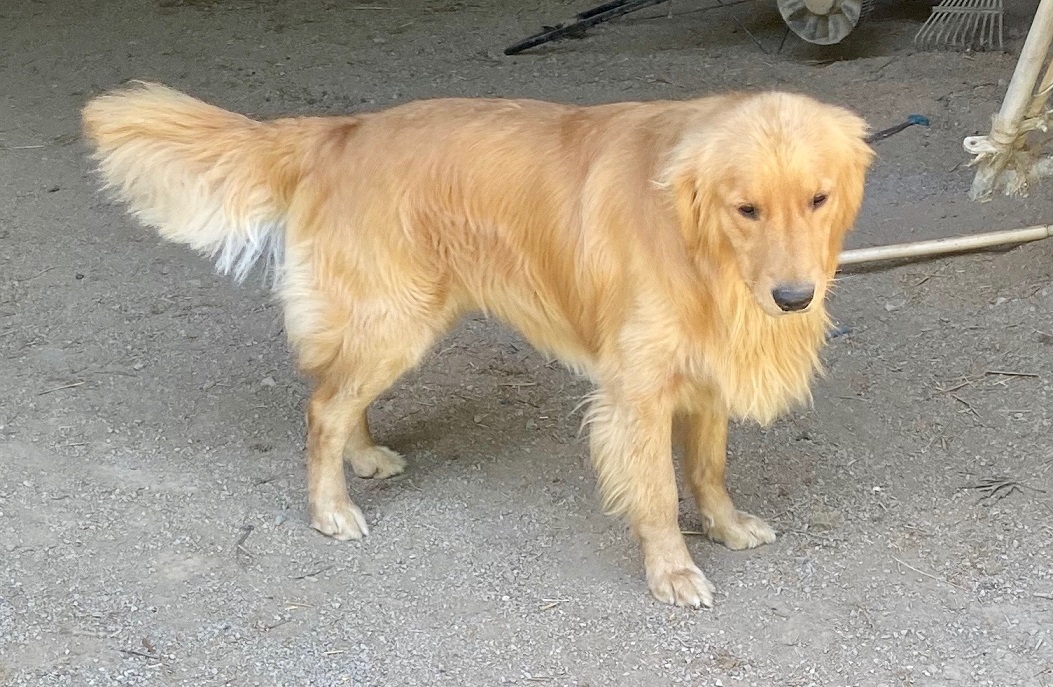 two-year-old-golden-retriever-man-s-best-friend