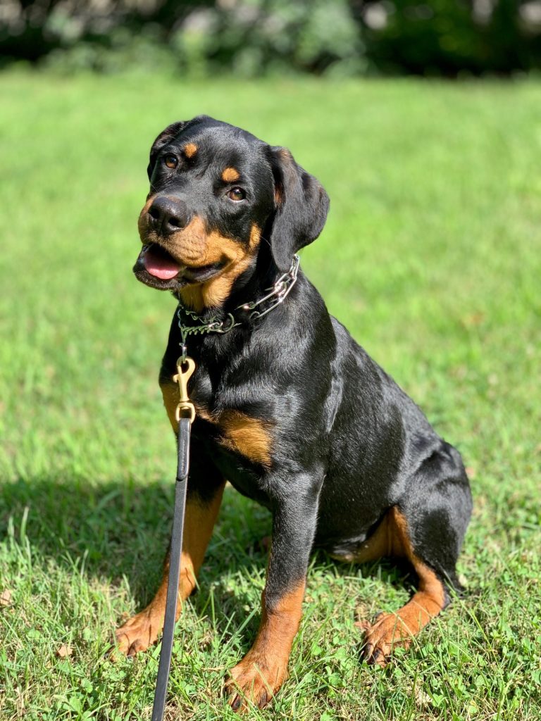 Savage: Trained Female Rottweiler – Man's Best Friend